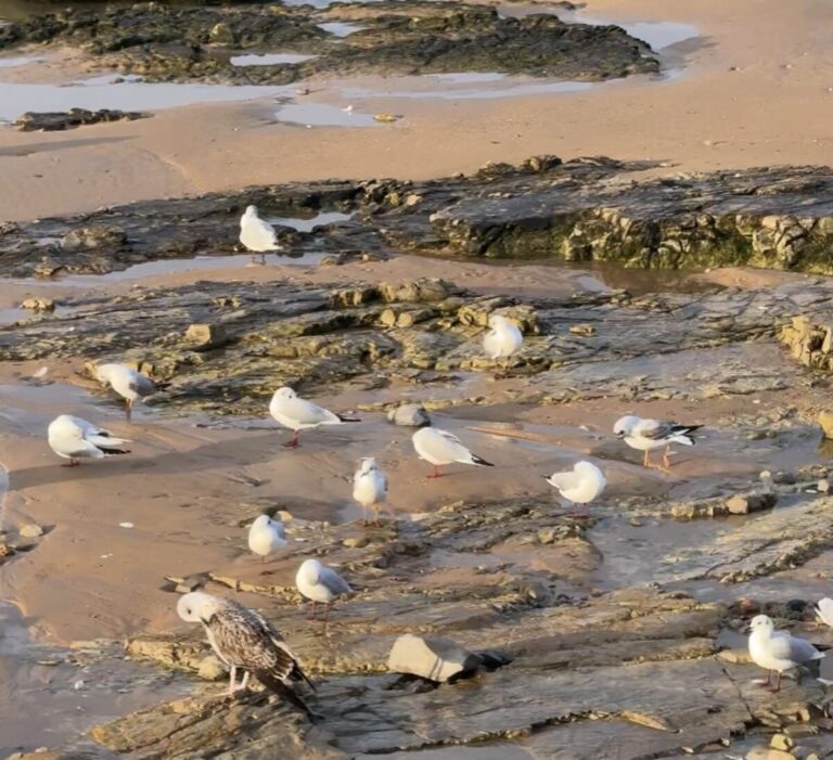 Gijón actuará sobre el 80% de los nidos en la campaña de control de gaviotas, con un enfoque no letal